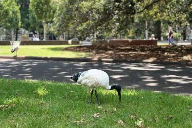 在內(nèi)地讀過書的臺灣人怎么辦理中國無犯罪記錄證明公證書用于美國申請簽證呢？