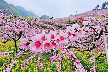 港寶要在珠海市上學怎么做香港出生紙公證和蓋章轉遞呢？