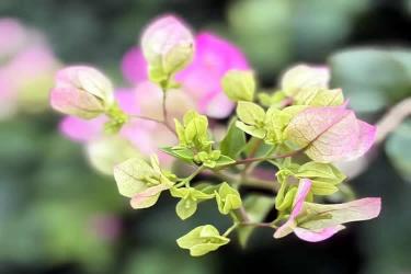 人不在香港怎么線上遠(yuǎn)程辦理個(gè)人印章樣式公證海牙認(rèn)證呢？